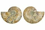 Cut & Polished, Agatized Ammonite Fossil - Madagascar #308131-1